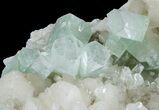 Zoned Apophyllite Crystals Cluster with Stilbite - India #44426-1